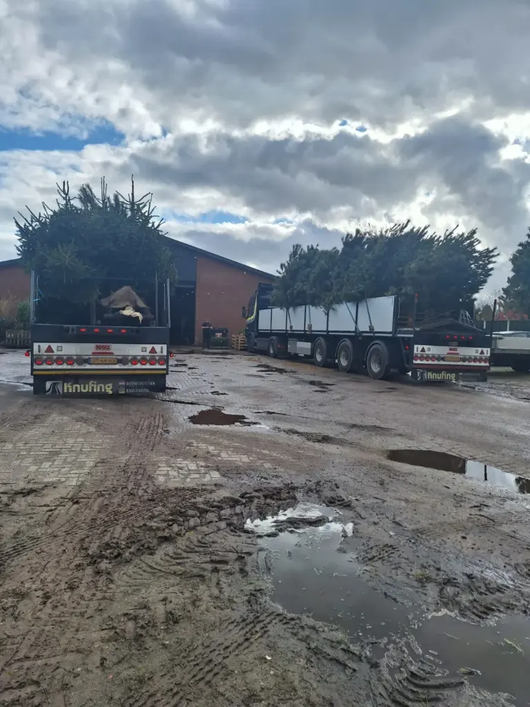 Transport hout, waar bomen waar bomen worden vervoerd.